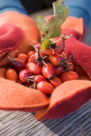 simsearch:659-01861934,k - Hands in mittens holding a heap of rose hips Foto de stock - Sin royalties Premium, Código: 659-01861936