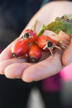 simsearch:659-01861934,k - Hand holding a few rose hips with leaf Foto de stock - Royalty Free Premium, Número: 659-01861939