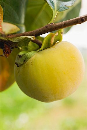 sharon - Kaki persimmon on the branch Foto de stock - Royalty Free Premium, Número: 659-01861948