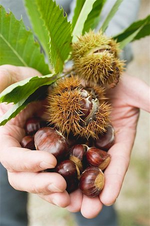 simsearch:659-01861934,k - Hands holding sweet chestnuts with leaves Foto de stock - Sin royalties Premium, Código: 659-01861954