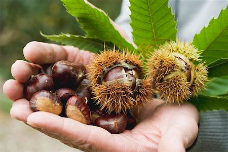 simsearch:659-01861934,k - Hands holding sweet chestnuts with leaves Foto de stock - Royalty Free Premium, Número: 659-01861955