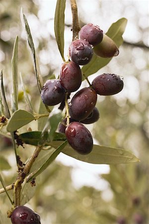 Olives on the branch Stock Photo - Premium Royalty-Free, Code: 659-01861958