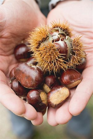 simsearch:659-01861934,k - Hands holding sweet chestnuts Foto de stock - Sin royalties Premium, Código: 659-01861953