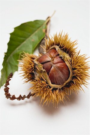 simsearch:659-01861934,k - Sweet chestnut with leaf Foto de stock - Royalty Free Premium, Número: 659-01861963