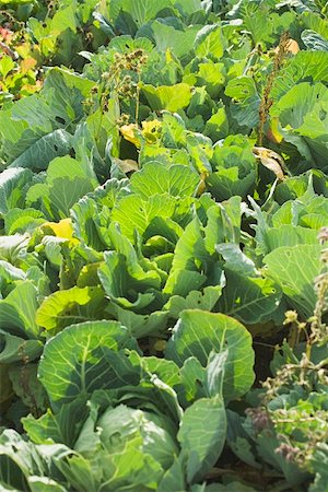 simsearch:659-07028397,k - Green cabbage in the field Foto de stock - Sin royalties Premium, Código: 659-01862018