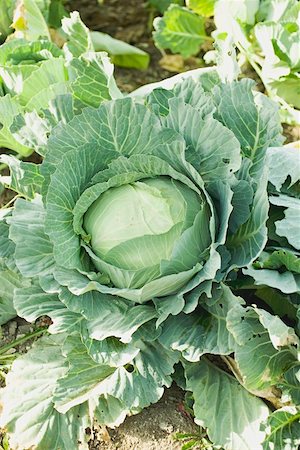 simsearch:659-07028397,k - White cabbage in the field Foto de stock - Sin royalties Premium, Código: 659-01862019