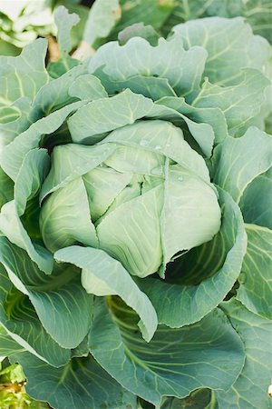 simsearch:659-07028397,k - Green cabbage in the field Foto de stock - Sin royalties Premium, Código: 659-01862020