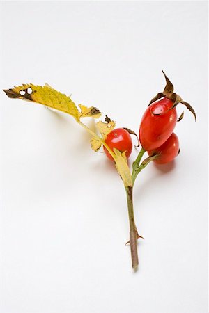 simsearch:659-02211093,k - A sprig of rose hips Stock Photo - Premium Royalty-Free, Code: 659-01862040