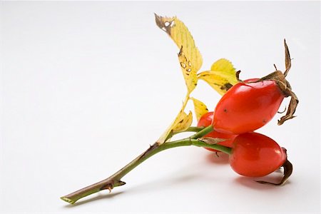 simsearch:659-02211093,k - A sprig of rose hips Stock Photo - Premium Royalty-Free, Code: 659-01862041