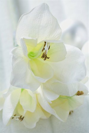 Christmas decoration: white amaryllis flowers Foto de stock - Royalty Free Premium, Número: 659-02214105