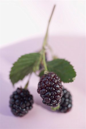 simsearch:659-02211094,k - Mûres sur tige avec des feuilles Photographie de stock - Premium Libres de Droits, Code: 659-02214119