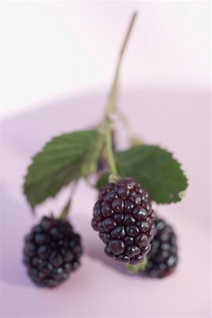 Blackberries on stalk with leaves Stock Photo - Premium Royalty-Free, Code: 659-02214119