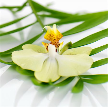feuille de palmier - Orchidée sur feuilles de palmier Photographie de stock - Premium Libres de Droits, Code: 659-02214264