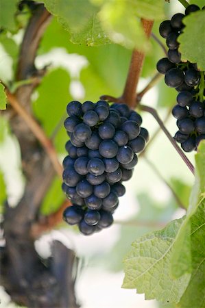 Red wine grapes on the vine, New Zealand Stock Photo - Premium Royalty-Free, Code: 659-02210809