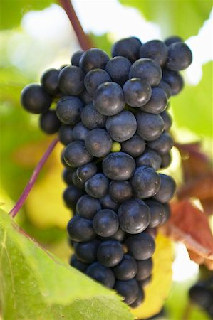 red grape - Red wine grapes on the vine, New Zealand Stock Photo - Premium Royalty-Free, Code: 659-02210810