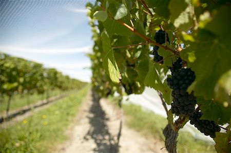 Rows of vines under bird netting, New Zealand Stock Photo - Premium Royalty-Free, Code: 659-02210813