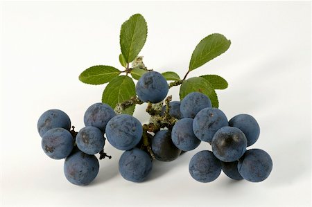 sloe - Sloes with leaves Stock Photo - Premium Royalty-Free, Code: 659-02211089