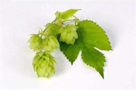 simsearch:659-02211093,k - Fresh hop cones with leaf Stock Photo - Premium Royalty-Free, Code: 659-02211094