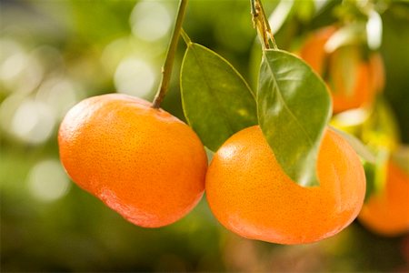 Tangerines on the tree Foto de stock - Royalty Free Premium, Número: 659-02211381