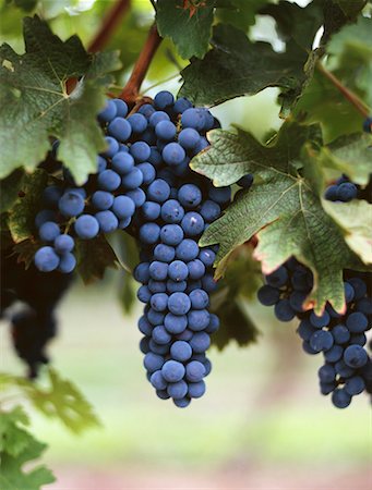 Red wine grapes on the vine Stock Photo - Premium Royalty-Free, Code: 659-02211532