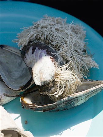 Mussel shells with seaweed growing on them Stock Photo - Premium Royalty-Free, Code: 659-02211698