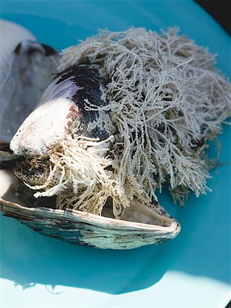 Coquilles de moules avec des algues qui poussent sur les Photographie de stock - Premium Libres de Droits, Code: 659-02211699