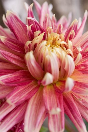 Rosa Chrysanthemen (Detail) Stockbilder - Premium RF Lizenzfrei, Bildnummer: 659-02212336