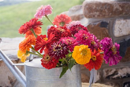 posy - Summer flowers in watering can Stock Photo - Premium Royalty-Free, Code: 659-02212331