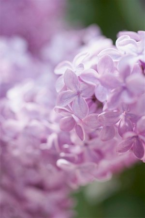 Lavender flowers (close-up) Fotografie stock - Premium Royalty-Free, Codice: 659-02212342