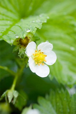 flowers and leaves birds eye view - Strawberry flower (close-up) Stock Photo - Premium Royalty-Free, Code: 659-02212357