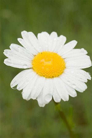 Margarete mit Wassertropfen (Nahaufnahme) Stockbilder - Premium RF Lizenzfrei, Bildnummer: 659-02212360