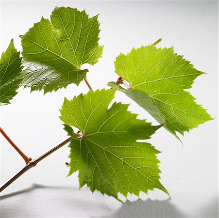 simsearch:659-02212543,k - Green vine leaves Foto de stock - Sin royalties Premium, Código: 659-02212542