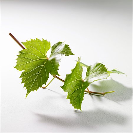 simsearch:659-02211094,k - Feuilles de vigne verte sur une brindille Photographie de stock - Premium Libres de Droits, Code: 659-02212543
