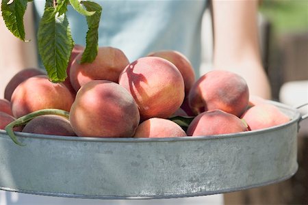 Woman holding fresh peaches in metal container Stock Photo - Premium Royalty-Free, Code: 659-02212623