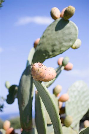 Prickly pears on cactus Foto de stock - Sin royalties Premium, Código: 659-02212717