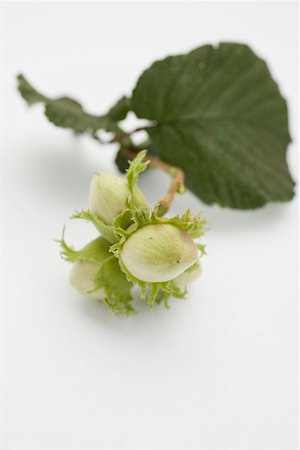 Unripe hazelnuts with twig and leaf Stock Photo - Premium Royalty-Free, Code: 659-02213084