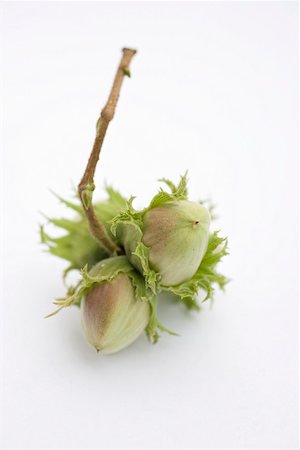 Unripe hazelnuts with twig Stock Photo - Premium Royalty-Free, Code: 659-02213085