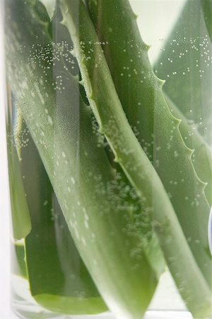Aloe vera feuilles en verre d'eau Photographie de stock - Premium Libres de Droits, Code: 659-02213255