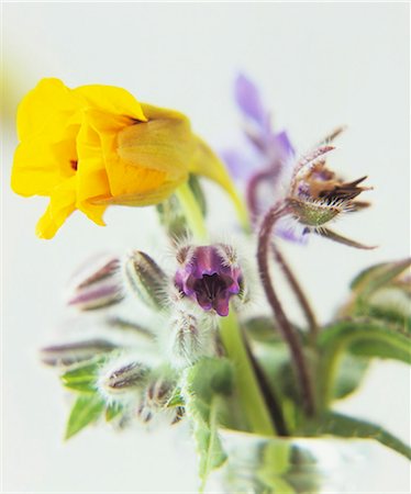 spring blur - Colourful spring flowers Foto de stock - Sin royalties Premium, Código: 659-03524037