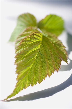 Blackberry leaves (close-up) Stock Photo - Premium Royalty-Free, Code: 659-03524656