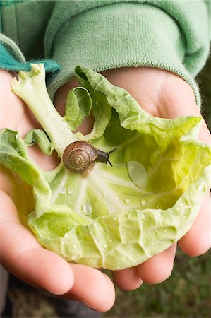 escargot - Feuille de chou avec escargot de mains de l'enfant Photographie de stock - Premium Libres de Droits, Code: 659-03524657