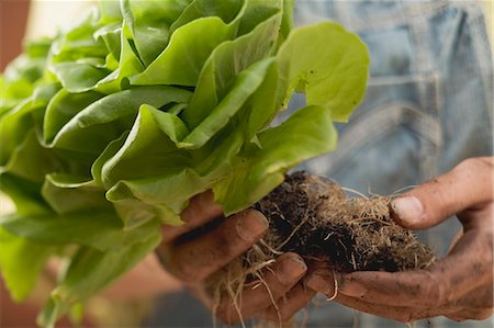 Hands holding lettuce plant with roots and soil Stock Photo - Premium Royalty-Free, Code: 659-03524686