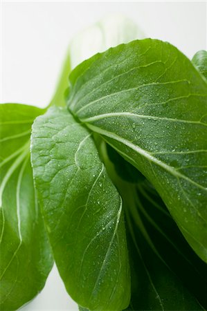 Fresh pak choi with drops of water (close-up) Stock Photo - Premium Royalty-Free, Code: 659-03526039