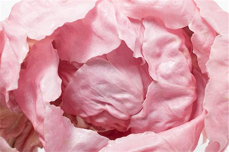 roses aerial view - Pink radicchio (overhead view) Foto de stock - Sin royalties Premium, Código: 659-03526093