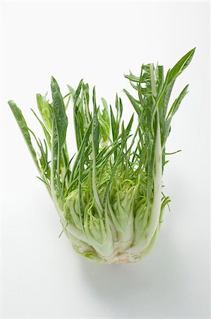 salad leaf - Chicory (stem with leaves) Stock Photo - Premium Royalty-Free, Code: 659-03526109