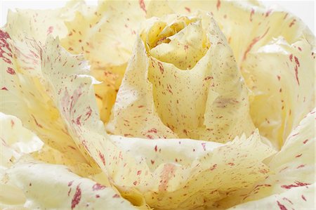 red endive - Radicchio (detail) Stock Photo - Premium Royalty-Free, Code: 659-03526101