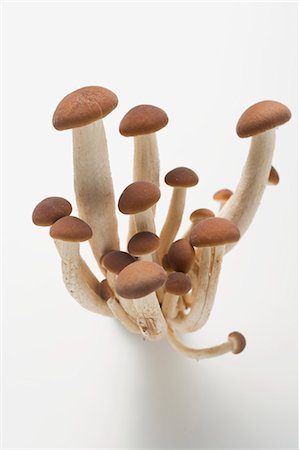 simsearch:659-03537806,k - Pioppini mushrooms (Italy) Foto de stock - Royalty Free Premium, Número: 659-03526238