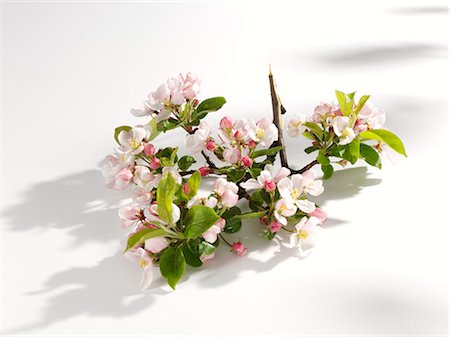 photo of apple tree in bloom - Apple blossom on branch Stock Photo - Premium Royalty-Free, Code: 659-03527134