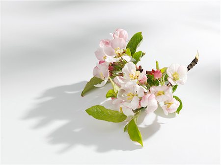 photo of apple tree in bloom - Spray of apple blossom Stock Photo - Premium Royalty-Free, Code: 659-03527132