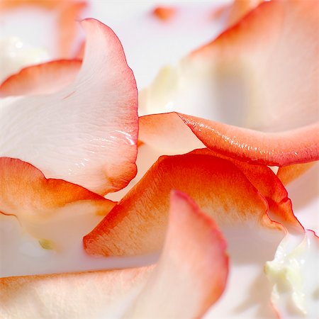 rose petals - Rose petal milk bath (detail) Foto de stock - Sin royalties Premium, Código: 659-03527455